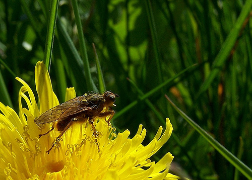 File:Contact Lens 2813.jpg